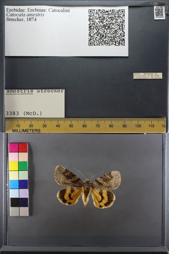 Media type: image;   Entomology 749418